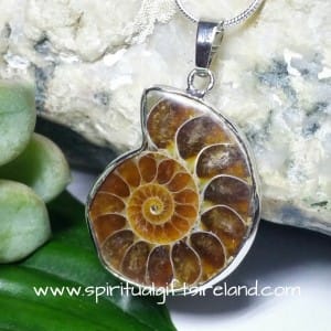 Ammonite Fossil Pendant Necklace
